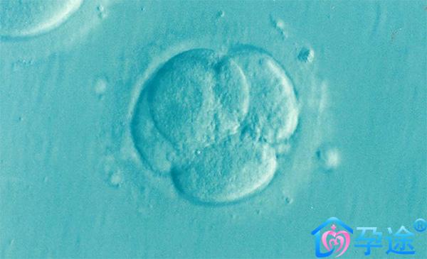 泰国试管婴儿囊胚移植适合哪些人群